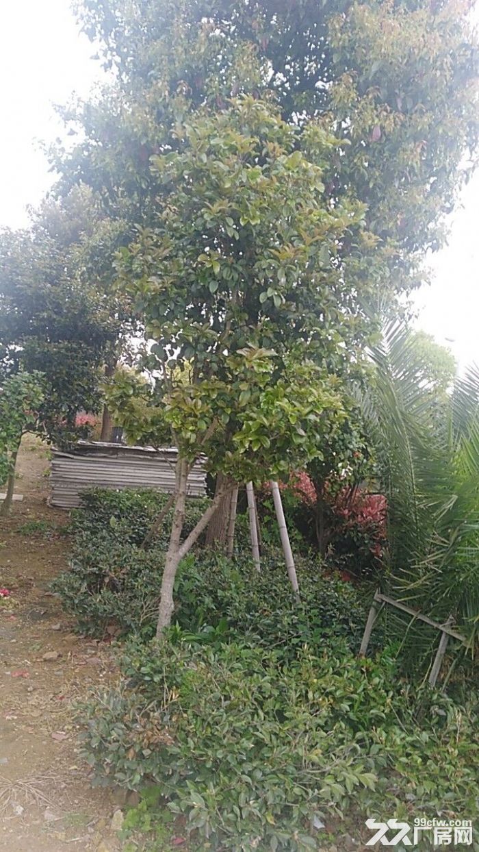 宁波市北仑区春晓厂房-图7