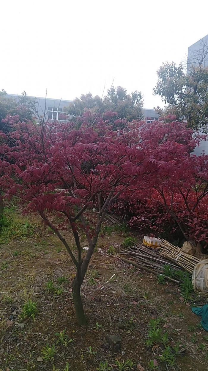 宁波北仑春晓厂房出租花木出售-图5